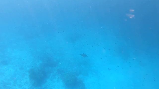 #Eagle #Ray #Rasdhoo Alif Alif Atoll Maldives