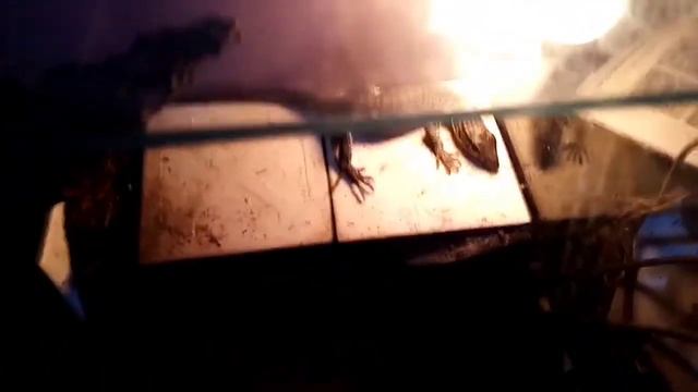 How to care for a baby monitor lizard (introducing "raven" my land monitor) смотреть онлайн