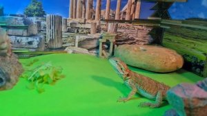 Самодельный террариум для агамы Хачапури