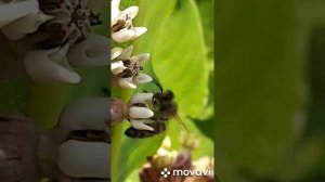 Медонос " ваточник сирийский"