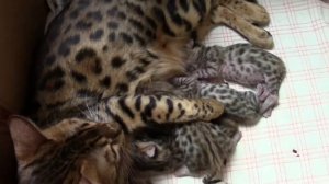 Наши маленькие котята с мамой-кошкой в домике // Мультик про котят