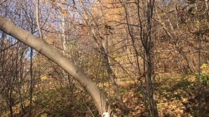 Зара "Осенние листья"