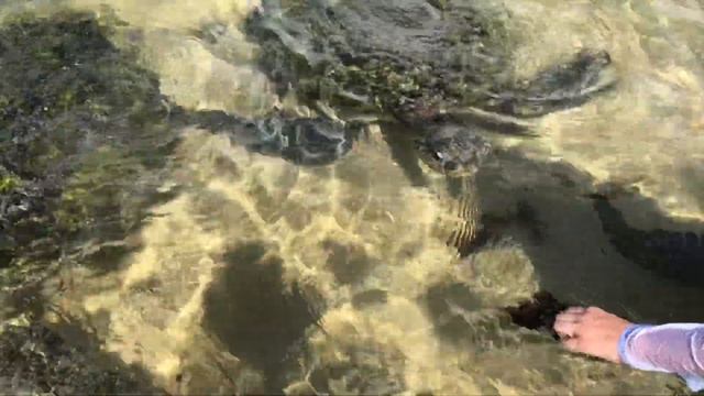 Кормление огромных черепах на Шри Ланке (4K) смотреть онлайн