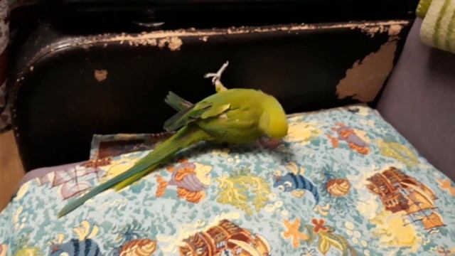 Погрыз диван. Ожереловый попугай. смотреть онлайн