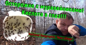 Клещ в муравейнике Наблюдение за муравейником Муравьиная кислота в глаз Опасные муравьи