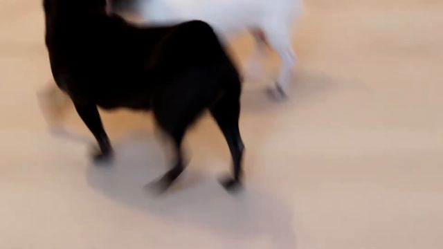 Девочка чихуахуа смотреть онлайн