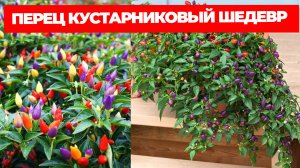 ПЕРЕЦ ОСТРЫЙ КУСТАРНИКОВЫЙ ШЕДЕВР ОПИСАНИЕ СОРТА И ОТЗЫВЫ