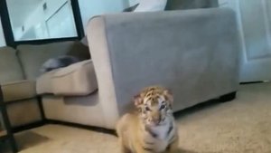 Невероятно Милые Экзотические Животные, Которые вы Захотите Завести