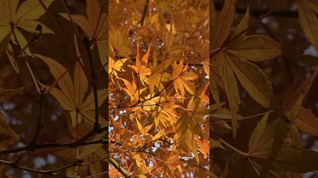 도시의 단풍 Красивые листья клёна в городе смотреть онлайн