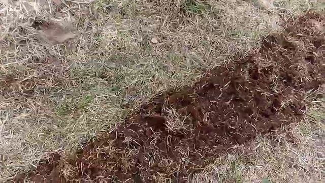 Культиватор лоплош по целине