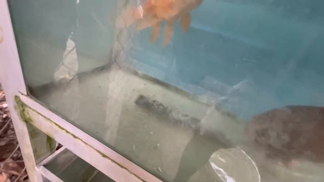 Resucitando un pez de la muerte смотреть онлайн