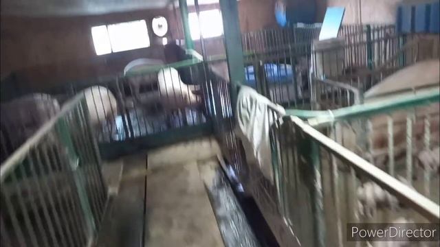 Я СВИНОВОД,  а не ИШАК что бы говно тачками возить!  Куда девается навоз со свинарника???