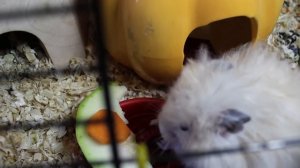 Можно ли хомякам клубнику и черешню?