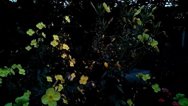 Как распускается лунный цветок. Энотера - ночная свеча. Ослинник. смотреть онлайн