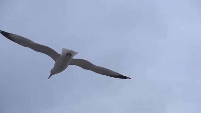 Hope. Sonnet 18 смотреть онлайн