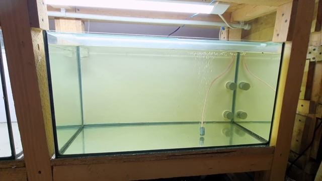 Запустил первый аквариум на нижнем ряду. Захватил на чистку два аквариума смотреть онлайн