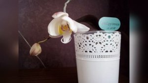 Так вот ты какая, ОРХИДЕЯ ВИДОВАЯ// Фаленопсис филиппинский зацвёл!