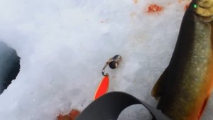 Секреты ловли гольца и кумжи. Рыбалка на Кольском полуострове