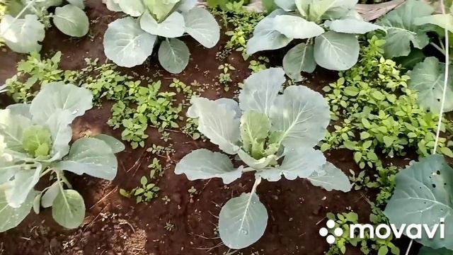 Капуста?//окучиваю//поливаю⛲ смотреть онлайн