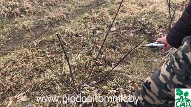 Обрезка сливы, алычи, вишни, черешни на куст (часть 3). Формируем растения дальше. смотреть онлайн