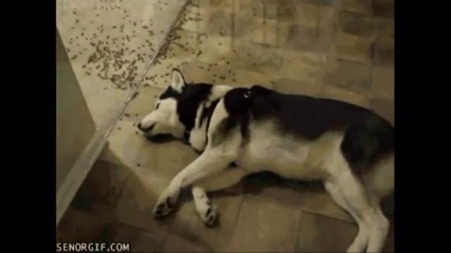 любительские гифки с животными смотреть онлайн