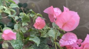 Видео цветения бугенвиллии (Belize, Diamond Red, Diamond Orange, Snow pink)