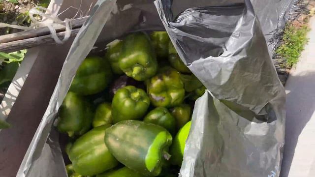 Сильный мороз сказал убрать всё в открытом грунте / Что с перцами / Минская область Беларусь смотреть онлайн