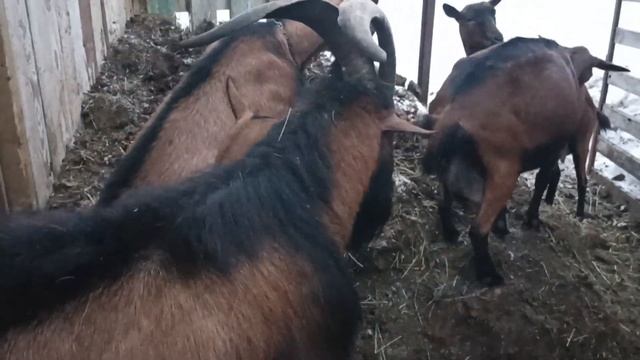 В гостях у заводчиков чешских коз (ЛПХ Коршаков Олег) смотреть онлайн