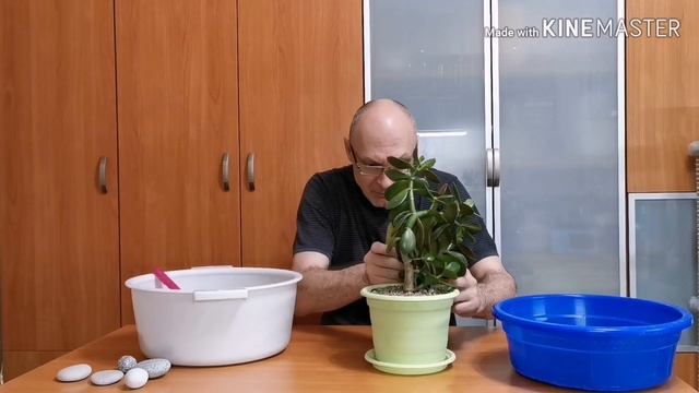 Денежное дерево. Исправление ошибок. смотреть онлайн