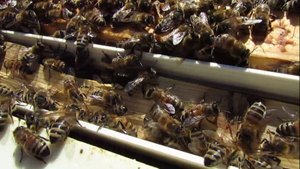 весенние работы с пчелами - ответы на вопросы 30.03.2024