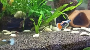 Мои аквариумы. 35 литров красоты!