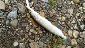 Щука на спининг. Осенний жор щуки, Пермский край