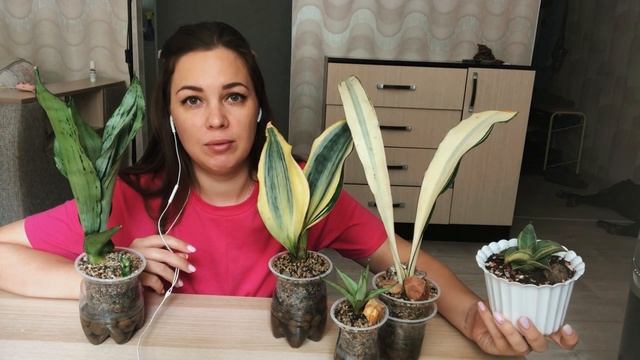 Адаптация сансевиерий из Индонезии и Таиланда. Потеря тургора. Наращивание Корней. Бьюти квин