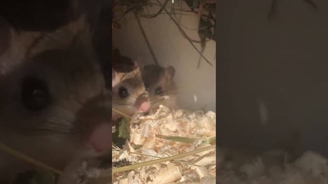 Североафриканская песчанка (gerbil), мышка с пальчик (little mouse).