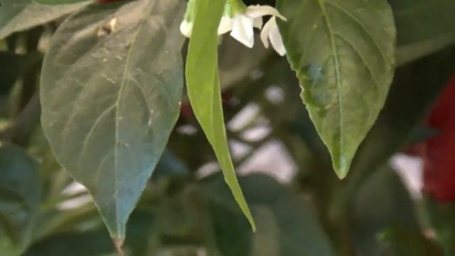 Подкармливаем комнатные перцы Биогумус Как же без него! смотреть онлайн