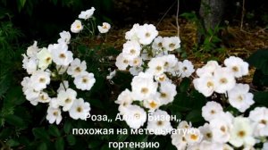 Розы мускусные гибриды - "Алден Бизен", "Букет Парфе", "Динки",  "Салли Холмс" - первогодки