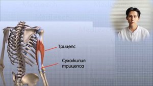 Анатомия локтевого сустава от MedLeech