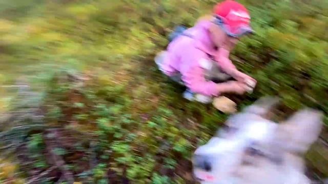 Карелия. Неизвестный гриб. Оленьи рожки. Собака чуть не утопила другу собаку. смотреть онлайн