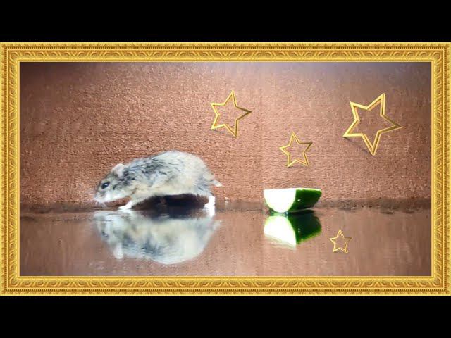 !ВОЛШЕБНЫЙ ОГУРЧИК !! (СМОТРЕТЬ ДО КОНЦА)!  #хомячок #хомячки #грызун #грызуны  #джунгарскийхомяк
