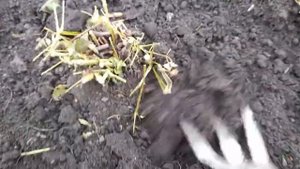 #волжанка #арункус #готовимкзиме/ Как подготовить Волжанку(лат. aruncus) к зиме. Уход за Арункусом.