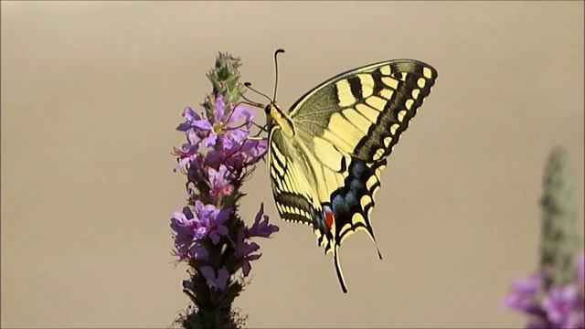 2020 5 10 ЛЮБИМАЯ БАБОЧКА В ПОЛНОЙ СВОЕЙ КРАСЕ смотреть онлайн