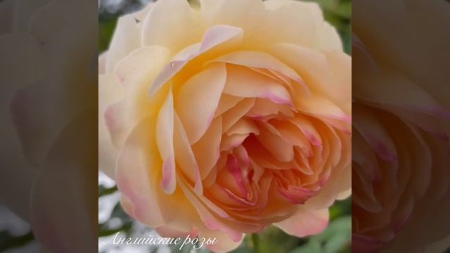 Английские розы. Красота цветка крупным планом. смотреть онлайн