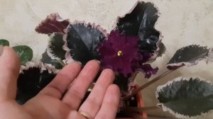 Неподражаемая фиалка ВАТ-Калейдоскоп