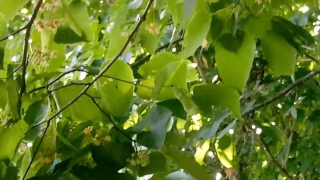 Bees on Basswood Tree Flowers ( Tilia Cordata ) смотреть онлайн