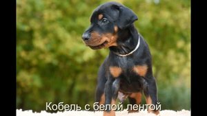 Щенкам Добермана исполнился месяц!