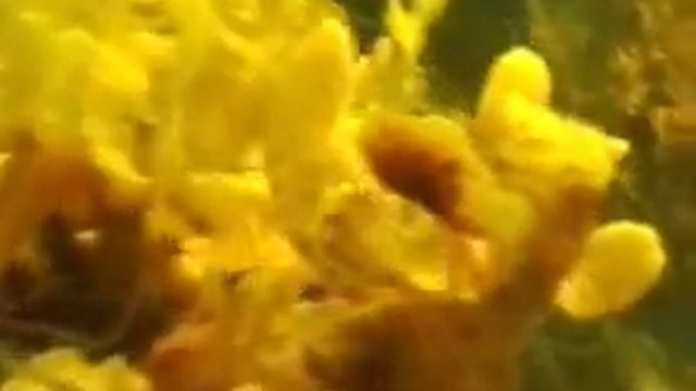 Бурые водоросли. Фукус смотреть онлайн