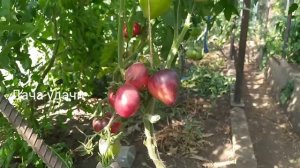 Томат ПАСКАЛЬ от ПИКАРДИ/вырастить экзотику просто!Дача удачи