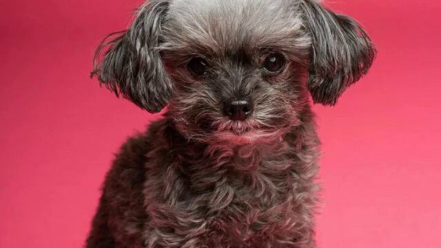 милые собачки ? ?? смотреть онлайн