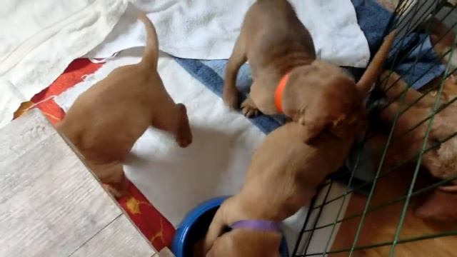 Griffon fauve de Bretagne / Fawn Brittany Griffon / Рыжий бретонский гриффон смотреть онлайн