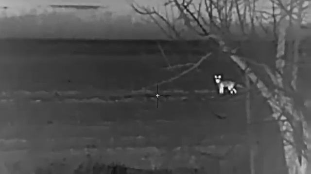 iRay Saim SCP 19W манок нордік міні крик зайця смотреть онлайн